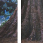 Tree trunk seperation Tree trunk seperation